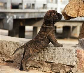 巴西獒犬
