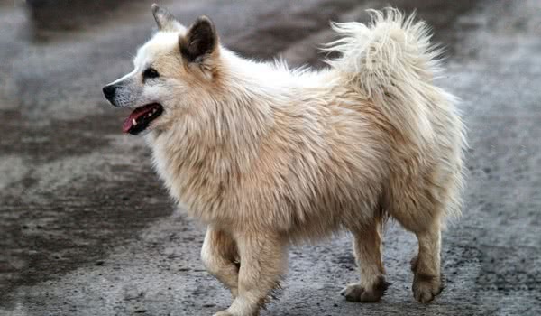 冰岛牧羊犬 冰岛牧羊犬