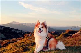 冰岛牧羊犬