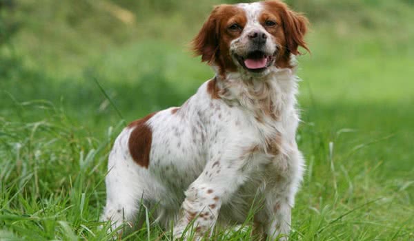 布列塔尼犬