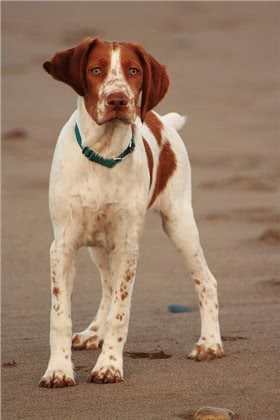 布列塔尼犬