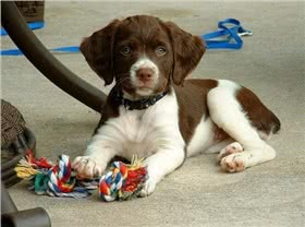 布列塔尼犬