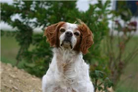 布列塔尼犬