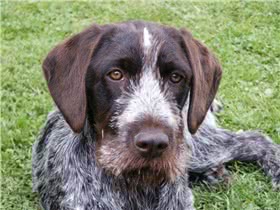 波西米亚硬毛格里芬指示犬