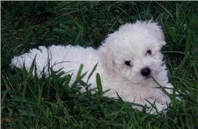 波伦亚犬