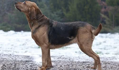 波兰猎犬 波兰猎犬