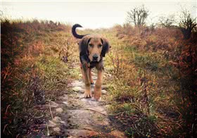 波兰猎犬