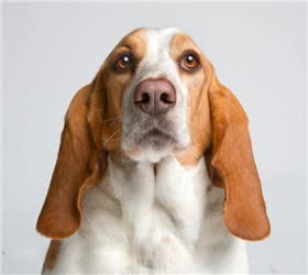 比利犬