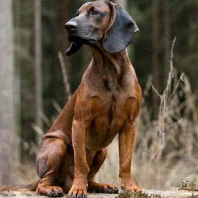 巴伐利亚山嗅猎犬