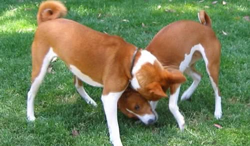 巴辛吉犬 巴辛吉犬
