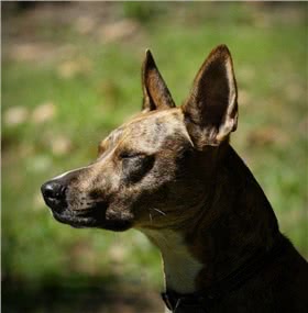 巴辛吉犬