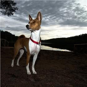 巴辛吉犬