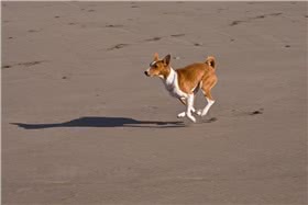 巴辛吉犬