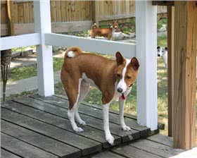 巴辛吉犬