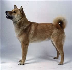 北海道犬