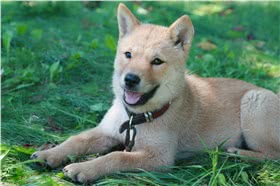 北海道犬