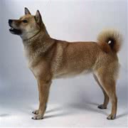 北海道犬