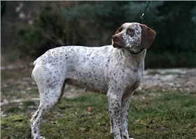 波旁指示犬
