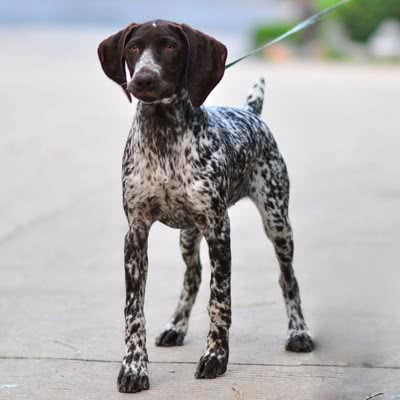 波旁指示犬
