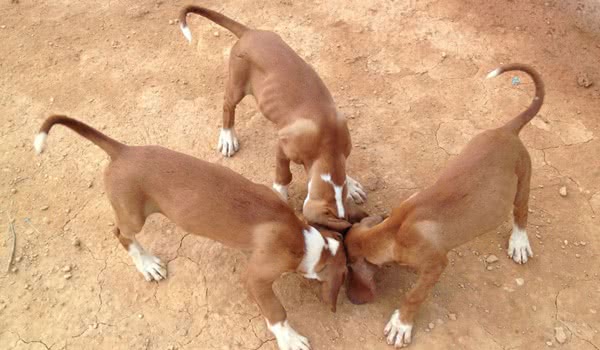波萨维茨猎犬图片