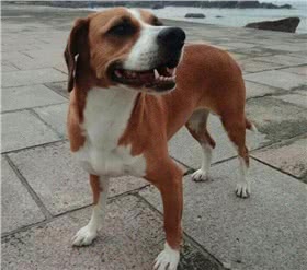 波萨维茨猎犬