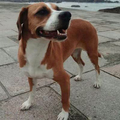 波萨维茨猎犬