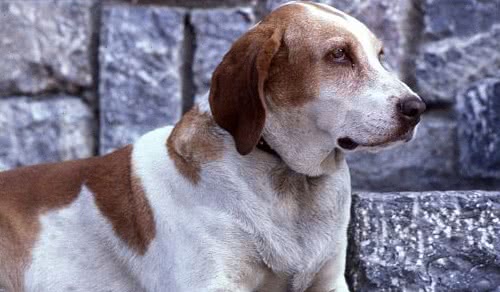 博格斯指示犬 博格斯指示犬
