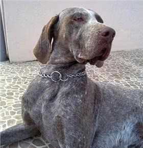 博格斯指示犬