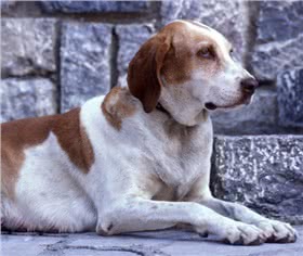博格斯指示犬