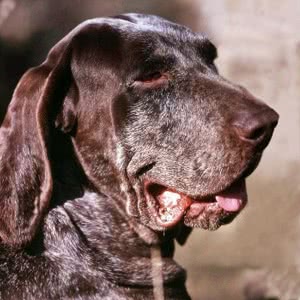 博格斯指示犬