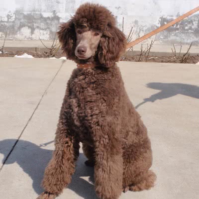 标准贵宾犬