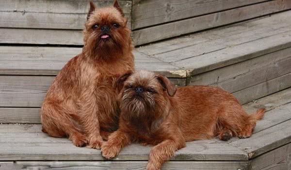 布鲁塞尔格里芬犬