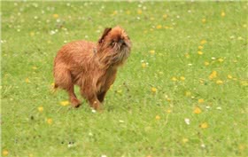 布鲁塞尔格里芬犬