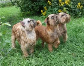 布鲁塞尔格里芬犬