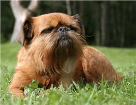 布鲁塞尔格里芬犬