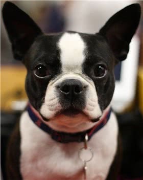 波士顿斗牛犬
