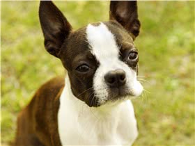 波士顿斗牛犬