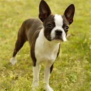 波士顿斗牛犬