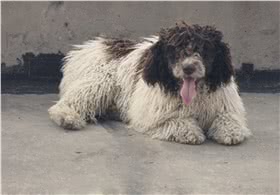 西班牙水犬