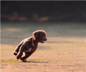 西班牙水犬