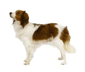 小型荷兰水猎犬