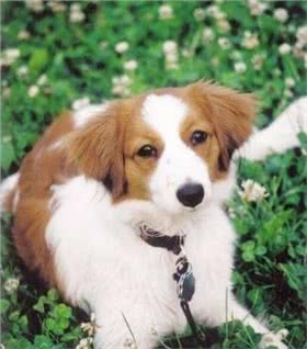 小型荷兰水猎犬