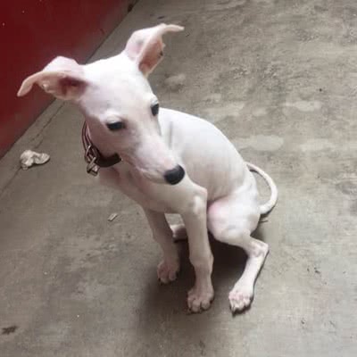 西班牙灵缇