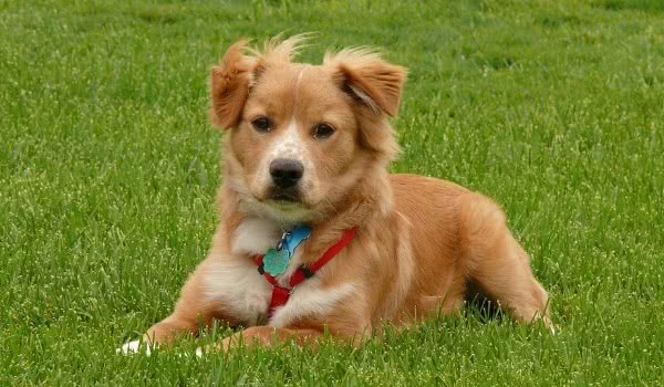 新斯科舍诱鸭寻回犬 新斯科舍诱鸭寻回犬