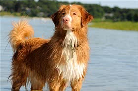 新斯科舍诱鸭寻回犬