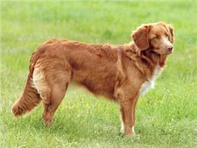 新斯科舍诱鸭寻回犬