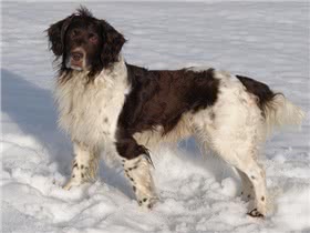小明斯特兰德犬