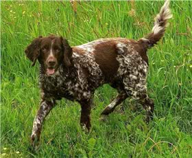 小明斯特兰德犬
