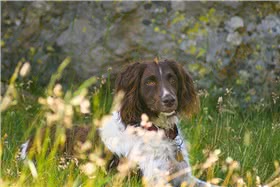 小明斯特兰德犬