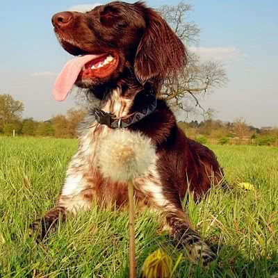 小明斯特兰德犬